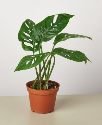 Monstera Adansonii “Swiss Cheese” Live Plant, 4″ Pot