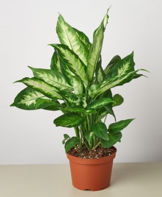 Dieffenbachia Camille Live Plant, 6″ Pot